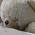Teddy